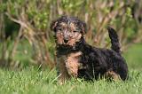 WELSH TERRIER 002